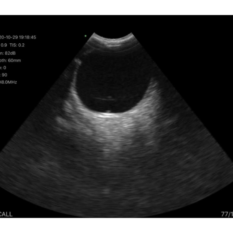 Imagem Ultrassom Portátil Micro Convexo Doppler Colorido 96E EM-4M Veterinário