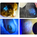 Lâmpada de Wood EM-LW1 Veterinária 7