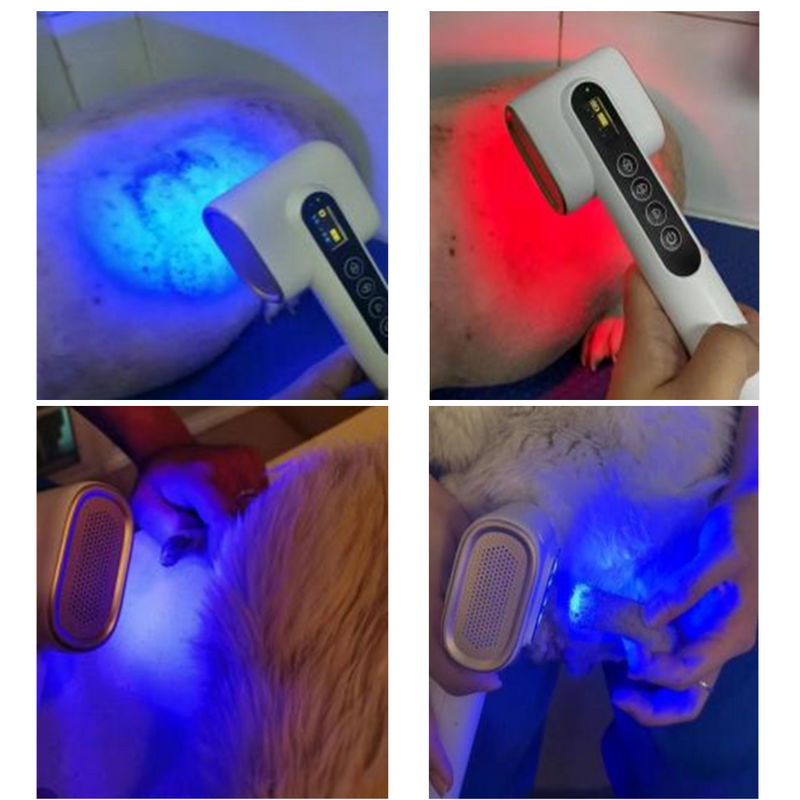 Uso real Dispositivo de Led Terapia Veterinário