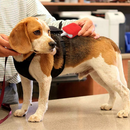 Monitor de Sinais Vitais Portátil Bluetooth Berry AM4100 Veterinário